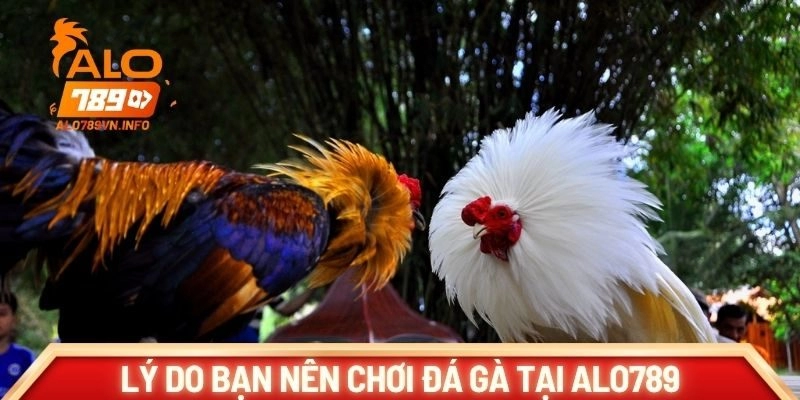 Lý do bạn nên chơi đá gà tại ALO789