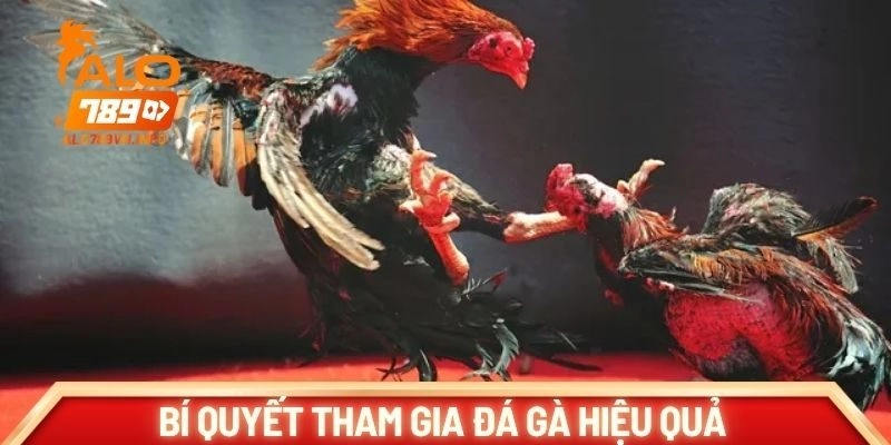 Bí quyết tham gia đá gà hiệu quả từ cao thủ hàng đầu