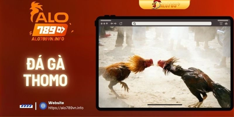 Đá Gà Thomo ALO789 – Các Chiến Lược Giành Thắng Lợi Dễ Dàng